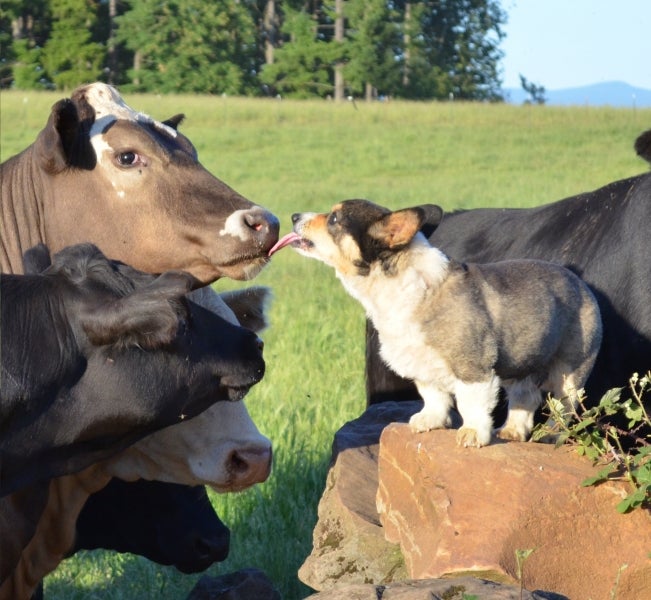 Corgis hot sale and cows